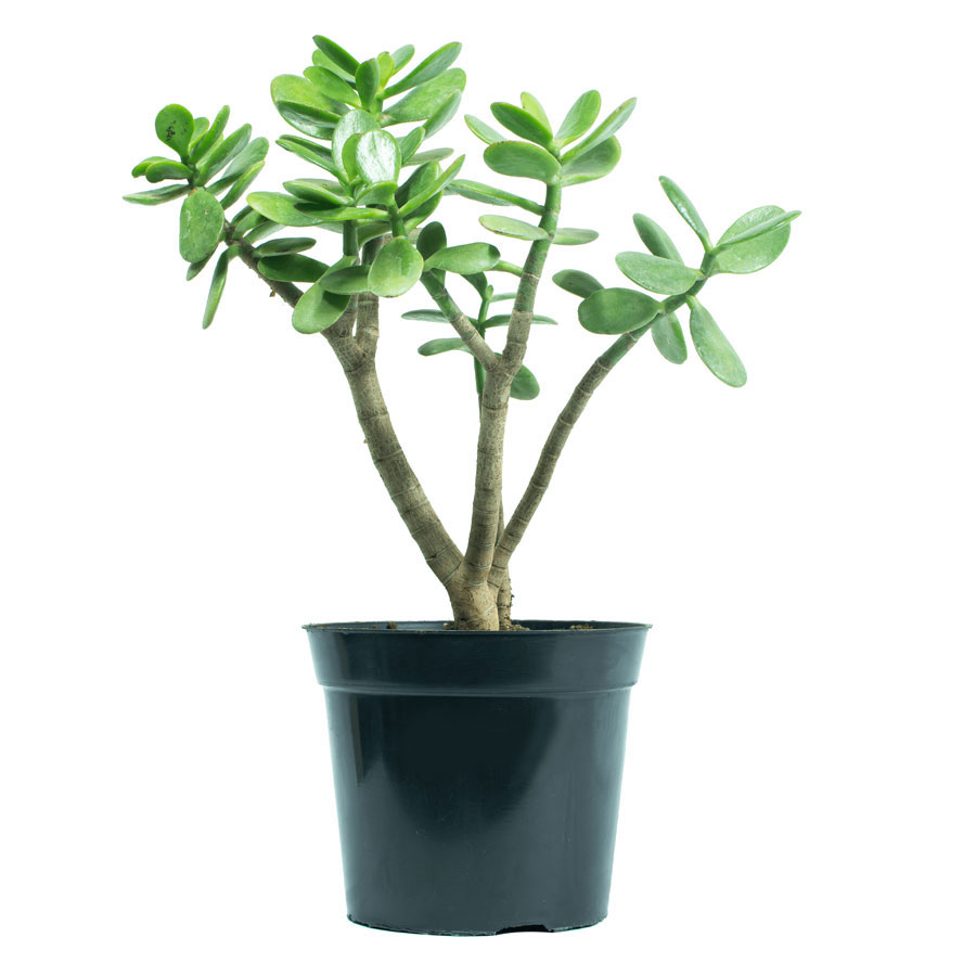 کراسولا درختچه ای